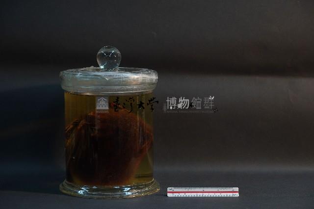 狐蝠藏品圖，第3張