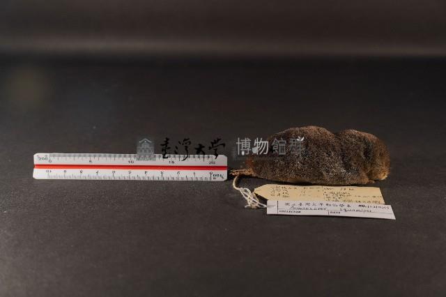 山階氏鼩鼱藏品圖，第3張