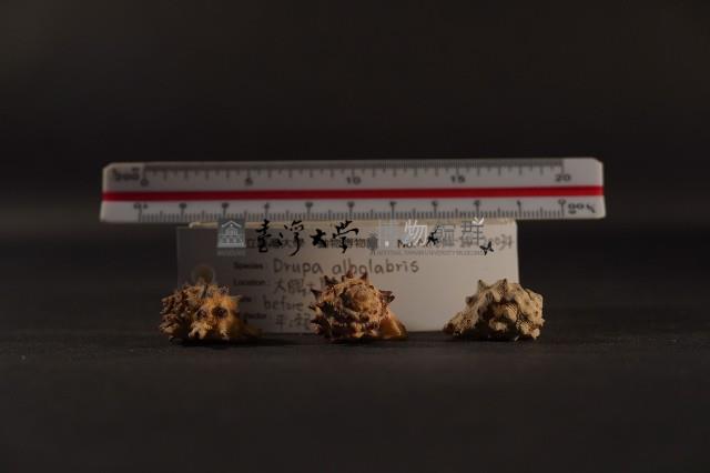 白齒岩螺藏品圖，第3張