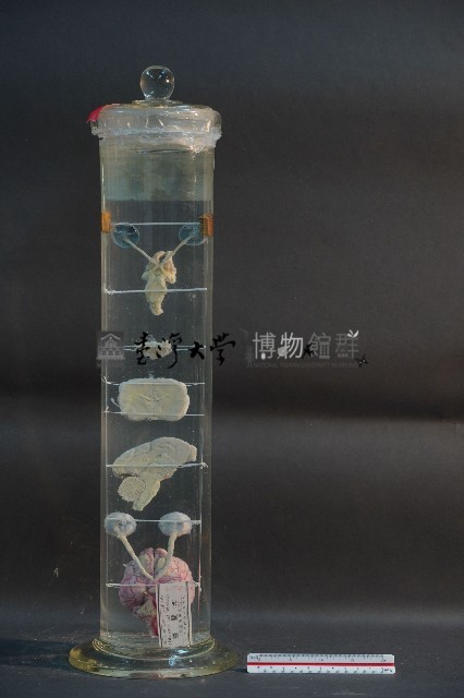 犬之腦 / 腦髓(犬)藏品圖，第3張
