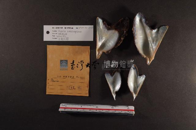 朱紅鶯蛤藏品圖，第3張