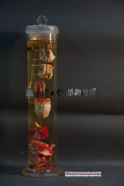 犬之心臟藏品圖，第3張