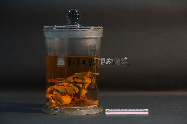 哺乳類的內部器官藏品圖，第3張