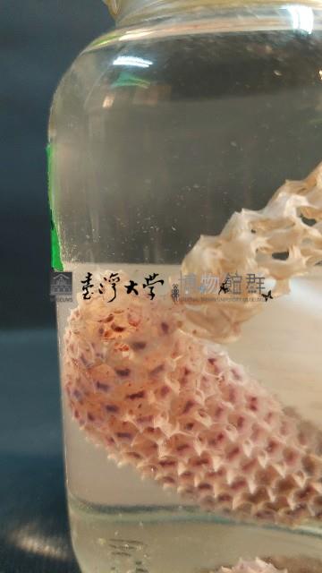 偕老同穴藏品圖，第3張