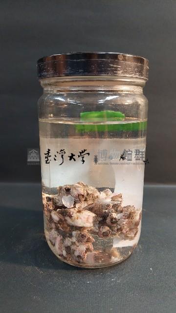 藤壺藏品圖，第3張
