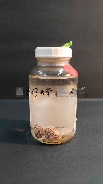 鞋魁蛤藏品圖，第3張