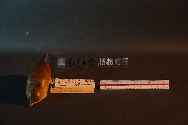 小黃腹鼠藏品圖，第3張