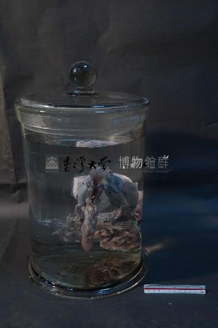 哺乳動物的內部器官藏品圖，第3張