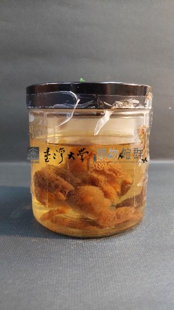 海綿藏品圖，第3張