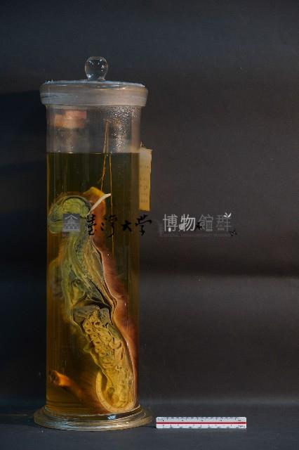 家貓的剖半藏品圖，第3張