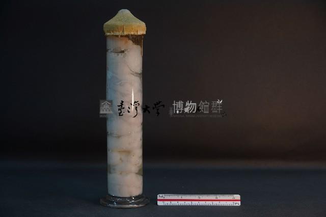 螲蟷 (附巢)藏品圖，第3張