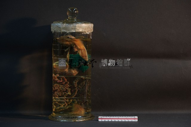 兔的消化系統藏品圖，第3張