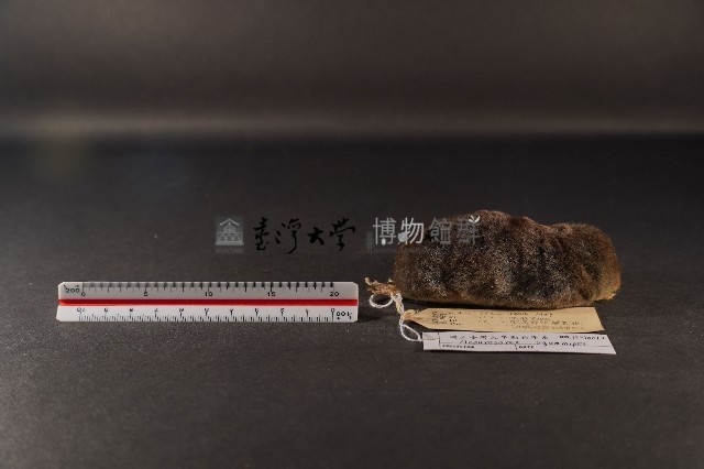 山階氏鼩鼱藏品圖，第3張