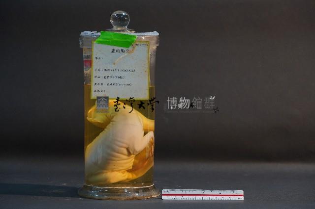 鹿的胎兒藏品圖，第3張