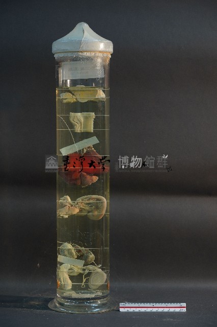 貓與狗之內分泌器官藏品圖，第3張