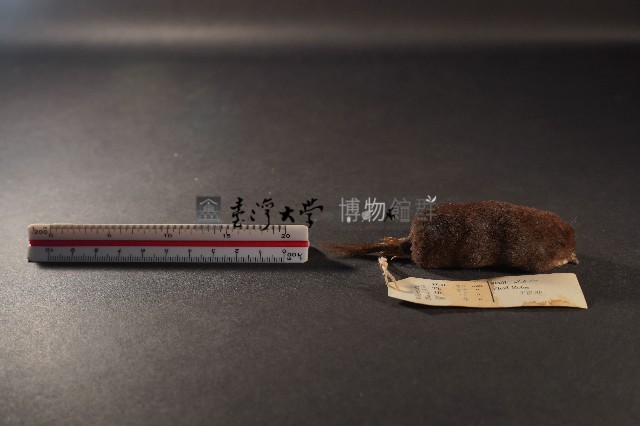 日本鼩鼴藏品圖，第3張