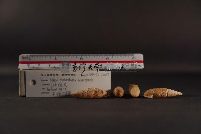 煙管螺藏品圖，第3張