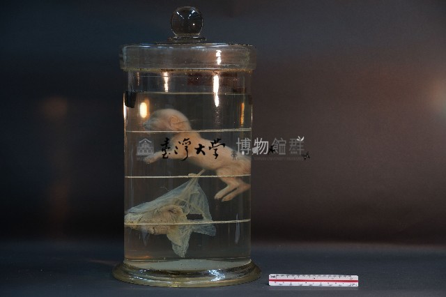 初出生之貓藏品圖，第3張