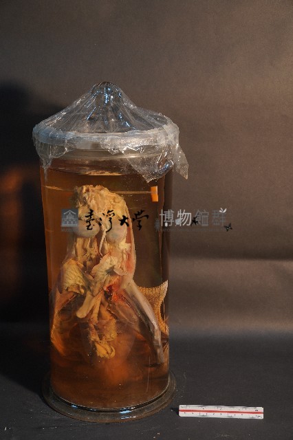 哺乳類的解剖+海星+螳螂蝦+海膽藏品圖，第3張