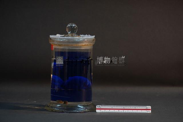 臺灣穿山甲的胎兒在母體內發育過程藏品圖，第3張