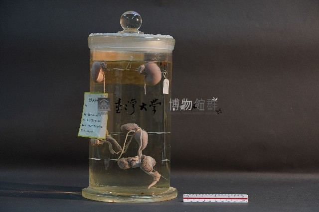 袋鼠之排泄系統藏品圖，第3張