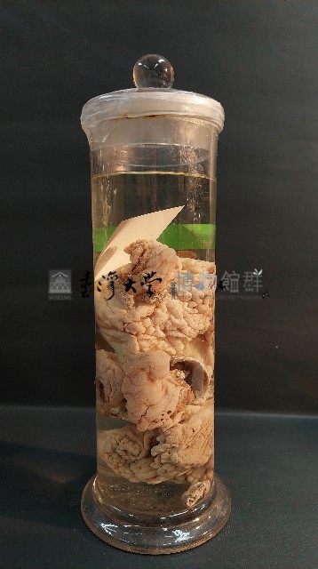 海綿藏品圖，第3張