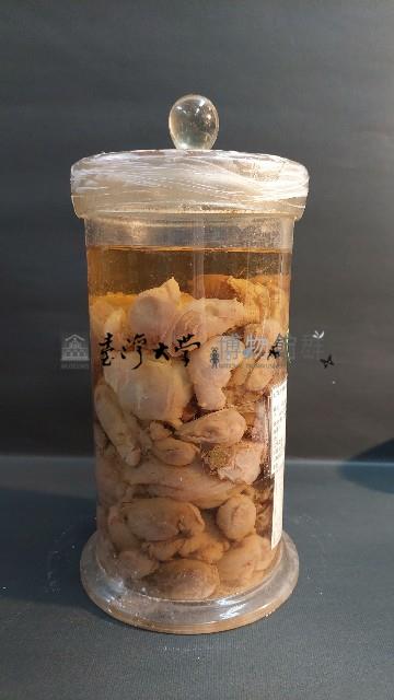 海兔藏品圖，第3張