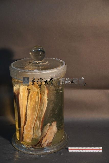 家犬(腿之切面)藏品圖，第3張