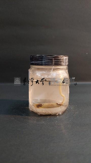 海豆芽藏品圖，第3張