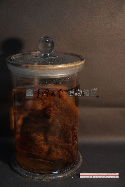麝香貓藏品圖，第3張