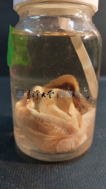 粗飾蚶藏品圖，第3張