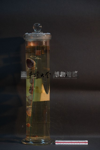牛之眼球藏品圖，第3張
