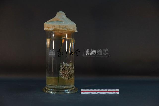 石筆海膽藏品圖，第3張