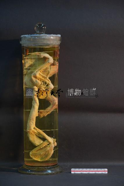 貓之前肢藏品圖，第3張