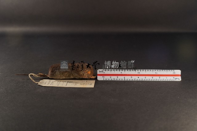 花東麝鼩藏品圖，第3張