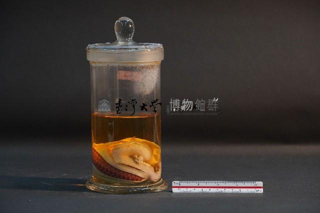 臺灣穿山甲胎兒(含子宮)藏品圖，第3張