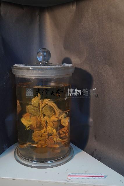 哺乳類的內部器官藏品圖，第3張