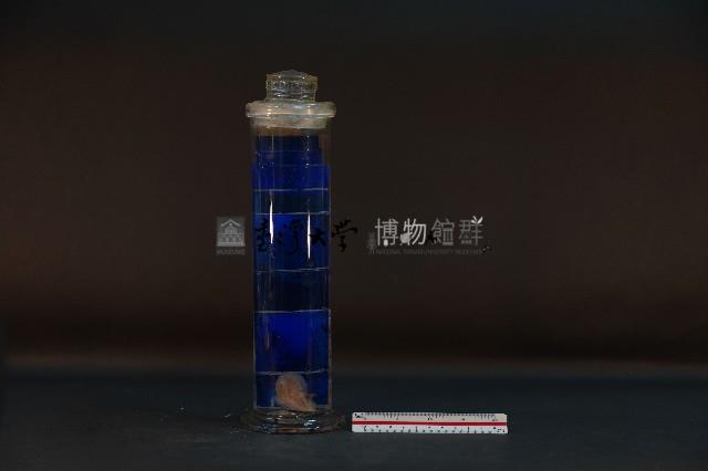 珍珠貝藏品圖，第3張