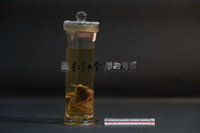 蝙蝠成體與胚胎藏品圖，第3張