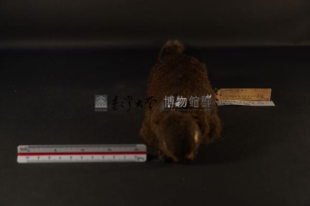 赤腹松鼠藏品圖，第3張