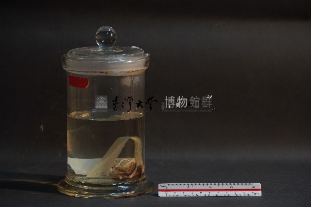 蝙蝠藏品圖，第3張