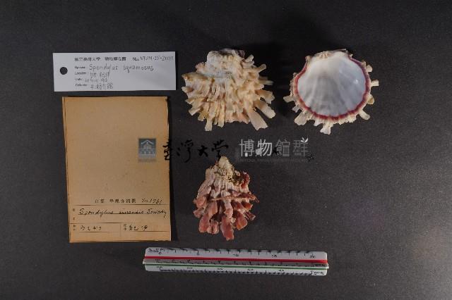 魚鱗海菊蛤藏品圖，第3張