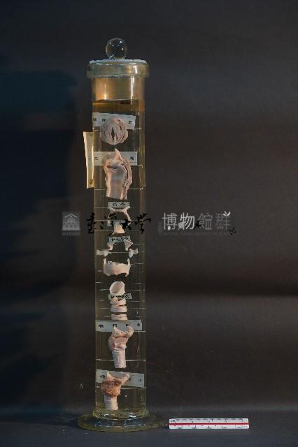 犬的咽喉藏品圖，第3張