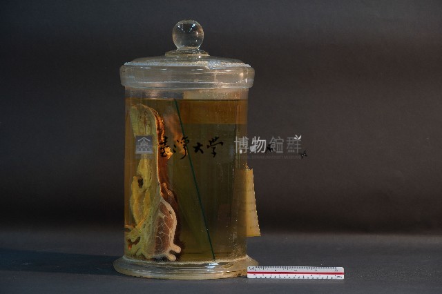 家犬(頭部縱切面)藏品圖，第3張