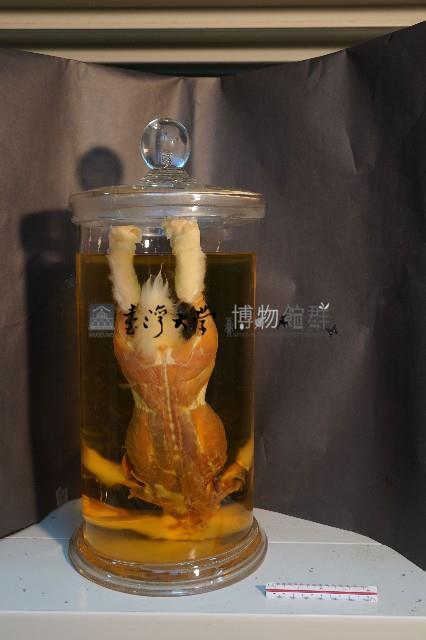 兔的解剖藏品圖，第3張