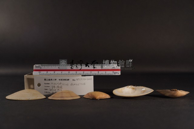 半布目淺蛤藏品圖，第3張