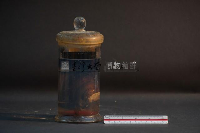 土蚌藏品圖，第3張