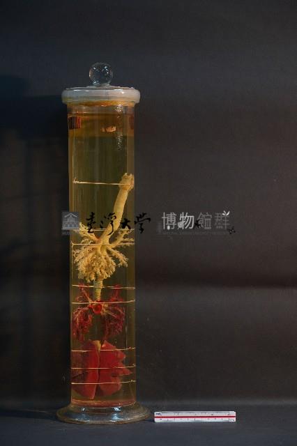 貓之呼吸器官/ 肺臟(貓) (解剖色素注射)藏品圖，第3張