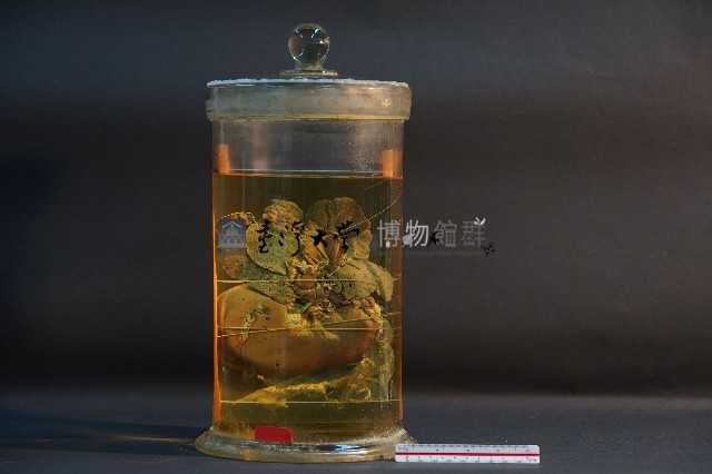 哺乳類胃及肝藏品圖，第3張