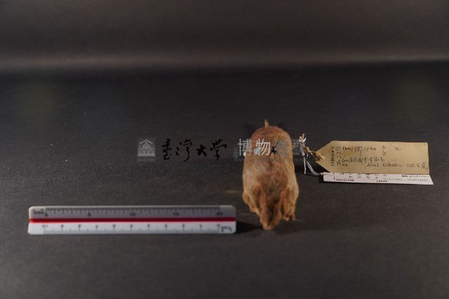 臭鼩藏品圖，第3張